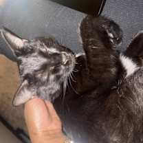 Thumbnail photo of Gabbana #4