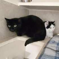 Thumbnail photo of Oreo #2