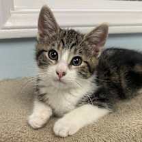 Thumbnail photo of Del #1