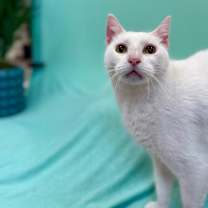 Thumbnail photo of Snow White #3