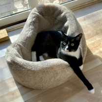 Thumbnail photo of Mittens - NC #2