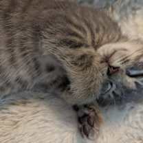 Thumbnail photo of Hickory #1