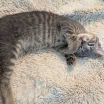 Thumbnail photo of Hickory #2