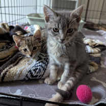 Thumbnail photo of Hickory #3