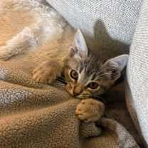 Thumbnail photo of Hickory #4