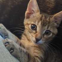 Thumbnail photo of Annie Oakley #1