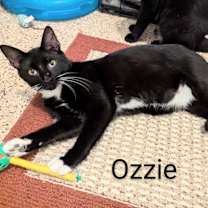 Thumbnail photo of Ozzie #1