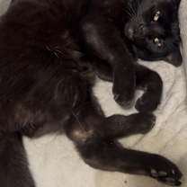 Thumbnail photo of Morticia #2