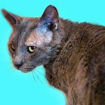 Thumbnail photo of Steve Harris #2