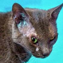 Thumbnail photo of Steve Harris #3