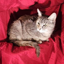 Thumbnail photo of Sweetheart #3