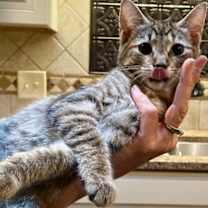 Thumbnail photo of Moe #1