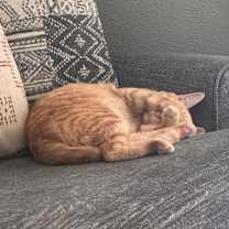 Thumbnail photo of Ollie #2