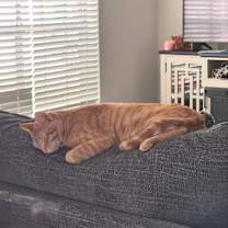 Thumbnail photo of Ollie #3