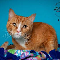 Thumbnail photo of Leo #1