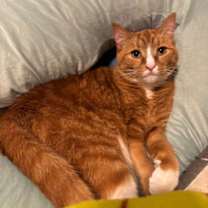 Thumbnail photo of Leo #2