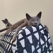 Thumbnail photo of Seroquel #4