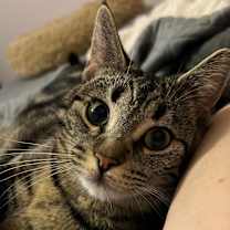 Thumbnail photo of Stevie Nicks #3