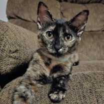 Thumbnail photo of Princess Petty Pants #1