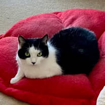 Thumbnail photo of Lady Bug #1