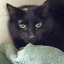 Thumbnail photo of Maurice #1