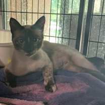 Thumbnail photo of Gwenevere #2