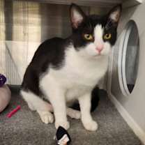 Thumbnail photo of Binky #1