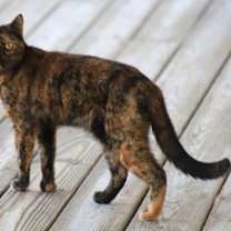 Thumbnail photo of Marsha #2