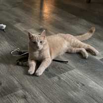 Thumbnail photo of Buddy #3