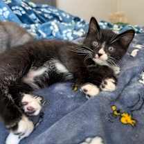 Thumbnail photo of Bobbins #3