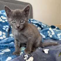 Thumbnail photo of Gil #3