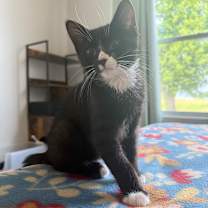 Thumbnail photo of Bobbins #4