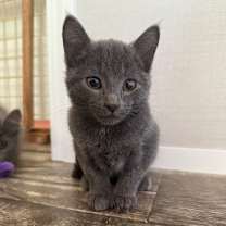 Thumbnail photo of Gil #4