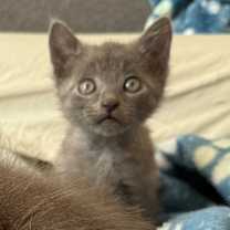 Thumbnail photo of Gil #2