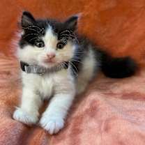 Thumbnail photo of Remy Rosie #1