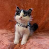 Thumbnail photo of Remy Rosie #2