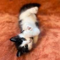 Thumbnail photo of Remy Rosie #3