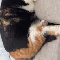 Thumbnail photo of PK #3