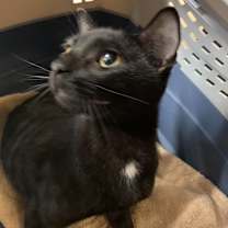 Thumbnail photo of Sadie #1