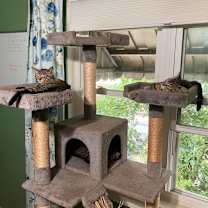 Thumbnail photo of Strawberry & Blueberry #2