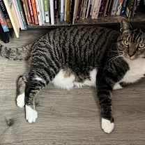 Thumbnail photo of Jasper #2