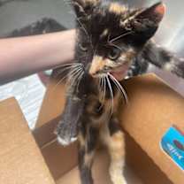 Thumbnail photo of Lou #1