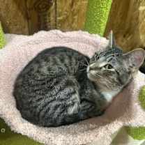 Thumbnail photo of Ziva #1