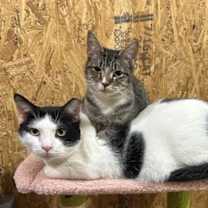 Thumbnail photo of Ziva #2