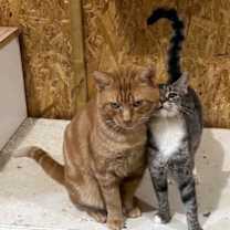 Thumbnail photo of Ziva #3