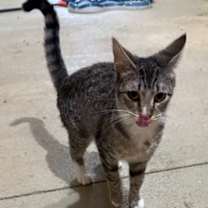 Thumbnail photo of Ziva #4