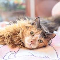 Thumbnail photo of Agatha #1