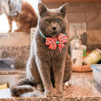 Thumbnail photo of Corvette #1