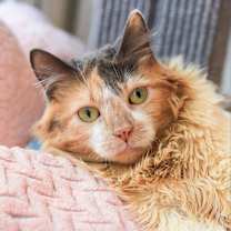 Thumbnail photo of Agatha #2