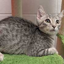 Thumbnail photo of Jake #4